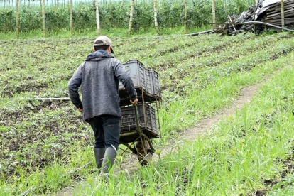 Labor. El trabajo en el campo no atrae a los jóvenes, por la falta de atención de los gobiernos.
