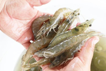 Comercio. Ecuador produce el mejor camarón del mundo.