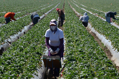 Trabajadores migrantes cosechan fresas en una granja el 13 de marzo de 2013 cerca de Oxnard, California.