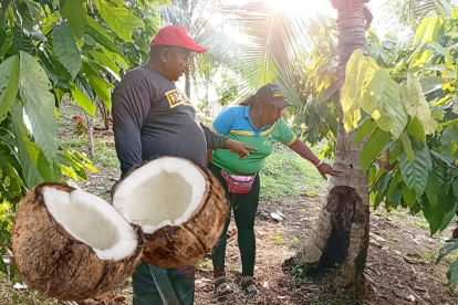 Los productores muestran cómo la plaga termina con las palmas de coco.