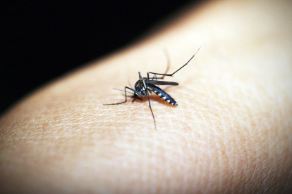 Jején, insecto transmisor del virus Oropouche.