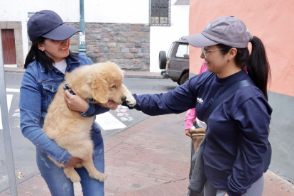 Se identificará la cantidad de perros y gatos que tienen tutor, y los que están en condición de calle.