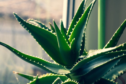 Aloe Vera: ¿por qué tener esta planta en tu hogar?