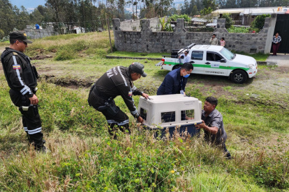 El can fue trasladado al CAVRAT Calderón para su evaluación etológica.