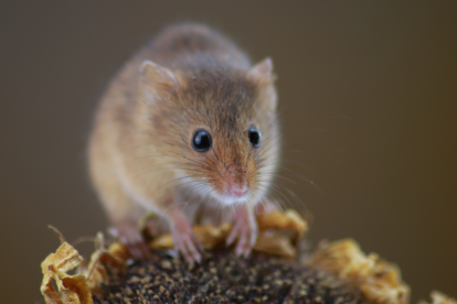 Los ratones suelen ser unos visitantes incómodos.