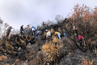 La siembra de las nuevas plantas se realizaron en las zonas quemadas.