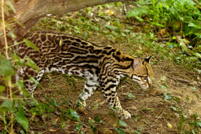 El tigrillo fue encontrado muerto en una urbanización de Vía a la Costa.