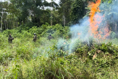 Operativo. En marzo pasado las Fuerzas Armadas indicaron que quemaron una hectárea de coca en Putumayo.