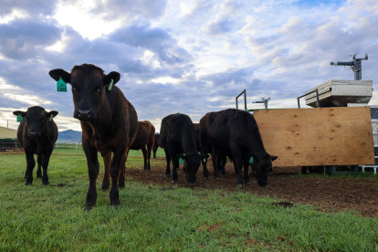 Novillos de vacuno pastan en una granja de Dillon, Montana. Una máquina cercana libera un suplemento de algas marinas a la vez que mide las emisiones de metano del ganado. CRÉDITO Paulo de Méo Filho / Universidad de California Davis