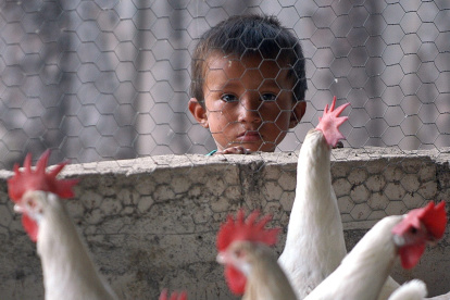 En la imagen de archivo, un niño hondureño observa a las gallinas en una granja avícola. EFE/David de la Paz