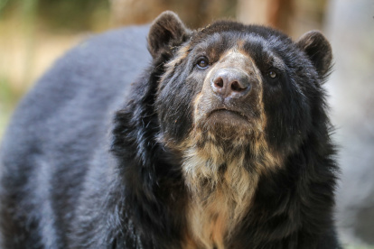 Fotografía de archivo de un oso de anteojos, también llamado oso andino (tremarctos ornatus). EFE/José Jácome