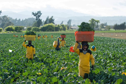 Por las vigilancias realizadas por las comunidades, las haciendas brocoleras no pueden sembrar mas plantas.