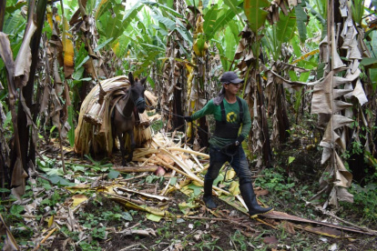 Obrero. Un trabajador de Furukawa recogiendo la materia prima de abacá que posteriormente se usa para la elaboración de sogas, cordeles, líneas de pesca y redes, así como tela basta para sacos.
