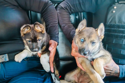 El caso fue dado a conocer en X.