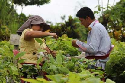El precio del cacao ecuatoriano se calcula tomando como base el valor de la tonelada con entrega futura en diciembre en la bolsa de Nueva York