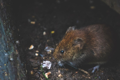 Distintos barrios de Guayaquil reportan esta problemática.