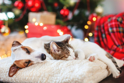 Los perros y gatos son las mascotas preferidas por los ecuatorianos. Ambas especies son altamente sensibles al ruido.