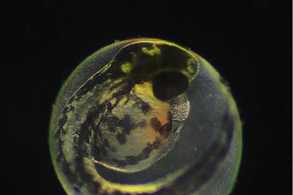 Fotografía de embrión de pez cebra, la especie con la que se ha hecho el estudio que publica hoy la revista Science, facilitada por Deodatta Gajbhiye/Universidad Hebrea de Jerusalén. EFE