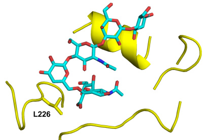 Lugar de unión al receptor del mutante Leu226 de la hemaglutinina A/Texas/37/2024 (amarillo) en complejo con el análogo del receptor humano LSTc (cian).