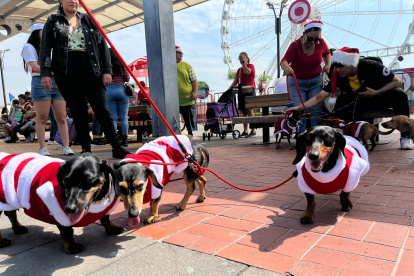 Los dueños de estos canes los vistieron con trajes navideños.