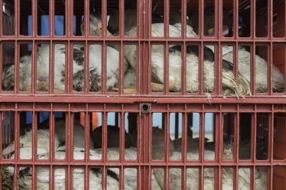 Aves de corral que son llevadas en jaulas a un matadero para evitar que se extienda una epidemia de gripe aviar.