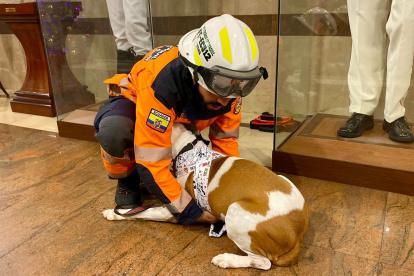 Los bomberos demostraron técnicas para apaciguar a los amigos de cuatro patas.