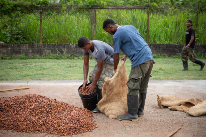 En el mercado se paga un referencial de $ 513 por quintal, por encima de los $ 100 del año pasado.