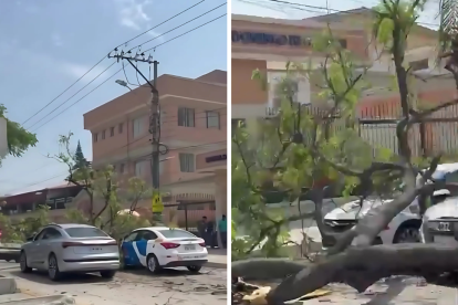 Un árbol cayó sobre dos vehículos en la avenida Las Monjas, en Urdesa, la mañana de este jueves 19 de diciembre.
