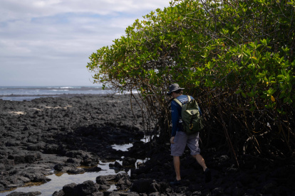 El biólogo español Nicolás Moity durante una inspección de manglares en las costas de las Islas Galápagos.