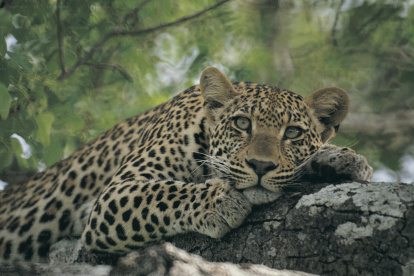 Deforestación. El jaguar enfrenta una amenaza de supervivencia.
