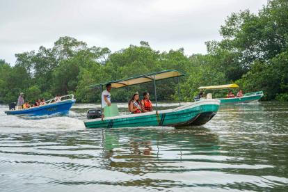 Los manglares son ecosistemas cruciales en la lucha contra la crisis climática.