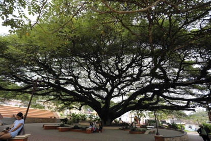 Fotografía del centenario árbol de Anacahuite, este lunes en la plaza del municipio de San Nicolás, departamento de Santa Bárbara (Honduras).