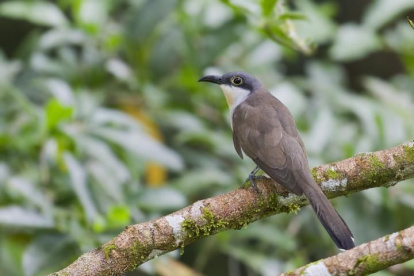 Este es el tipo de cucú (Coccyzus melacoryphus) halado en Samanes, en Guayaquil.