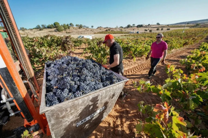 La producción de uvas se ha visto afectada por el cambio climático.