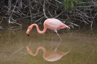 Un flamenco (Phoenicopterus ruber) de las Islas Galápagos en una laguna de Isabela.