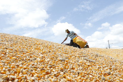 Cultivo. Un agricultor trabaja en la cosecha del maíz.