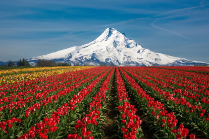 Monte Hood y extensas plantaciones de tulipanes, cerca de Woodburn, Oregon.
