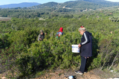 Las mujeres cosechan plantas aromáticas y medicinales en las montañas de la aldea de Tbainia, cerca de la ciudad de Ain Drahem, en el noroeste de Túnez.