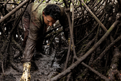 Vinculación. La UTPL trabaja en proyectos de preservación del manglar.