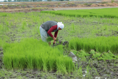 Finca. Un agricultor trabaja en un cultivo de arroz.