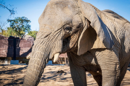 Imagen de archivo de la elefanta africana Yoyo
