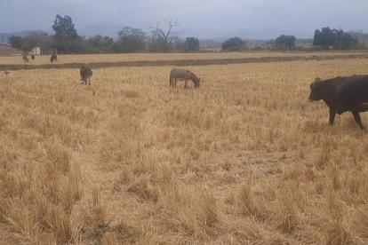 El cantón Zapotillo, ubicado en la provincia de Loja, enfrenta una de las sequías más críticas de los últimos años.