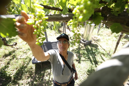 José Césped mostrando uvas con las que se produce el txacoli en O`higgins, Rancagua (Chile).