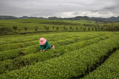 Una mujer cosecha hojas de té en una plantación en Yongxing, cerca de la ciudad de Zunyi, en la provincia central de Guizhou, China.