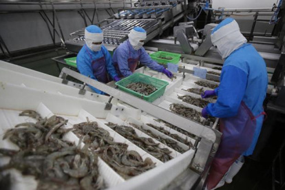 Empresa. Los insumos para elaborar los empaques que usan las camaroneras para exportar sus productos son importados.