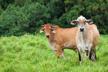 Carne bovina se puede exportar a Egipto.