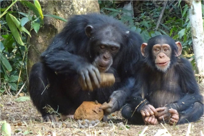 Una chimpancé hembra adulta, Fanle, parte una nuez de palma aceitera con un martillo de piedra y un yunque mientras su hijo pequeño, Flanle, mira a la cámara.