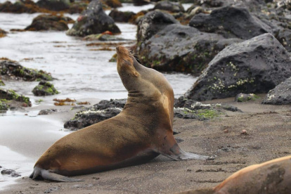 Los visitantes no respetaron la distancia con lobos marinos