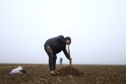 California. Un trabajador indocumentado de Honduras excava con una pala en un campo de melones.