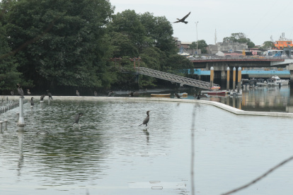 El estero Salado es un ecosistemaa tener en cuenta para próximas intervenciones.